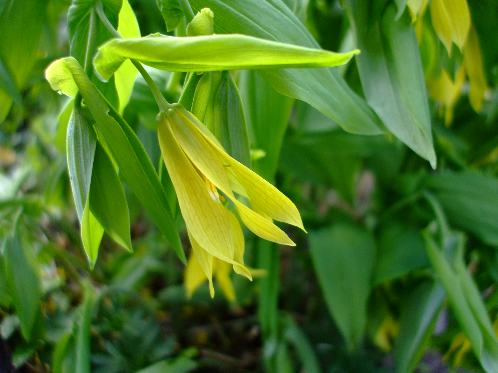 Uvularia grandiflora
